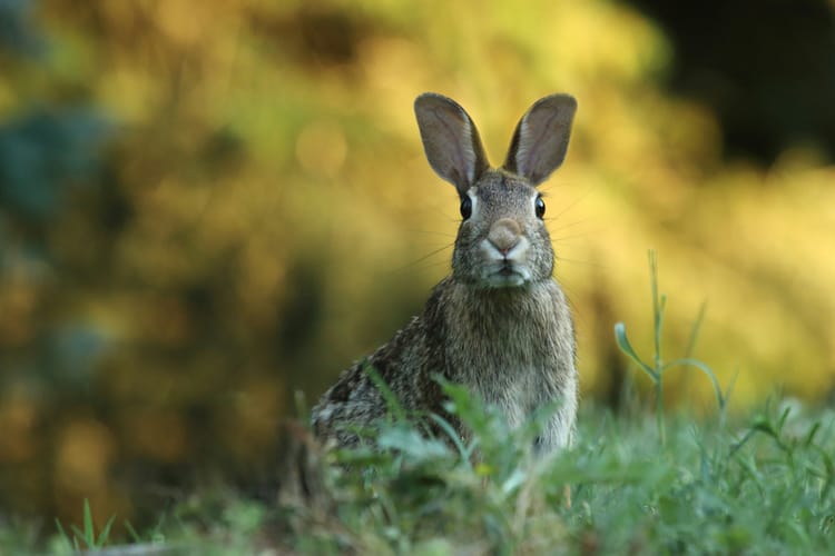 March: Rabbits